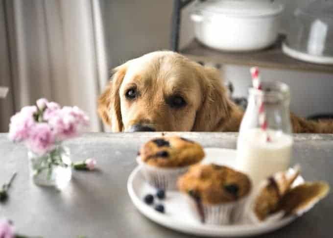 blueberry-muffins-7