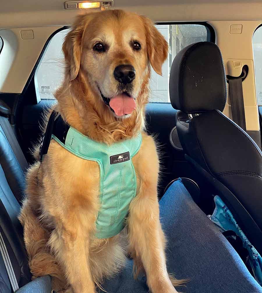 Dozer in harness
