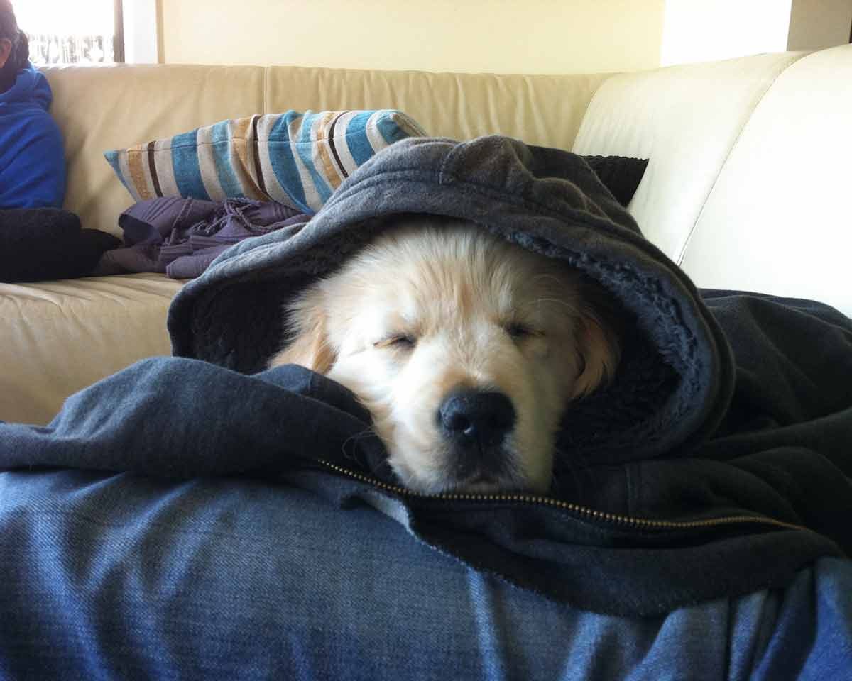 Puppy Dozer